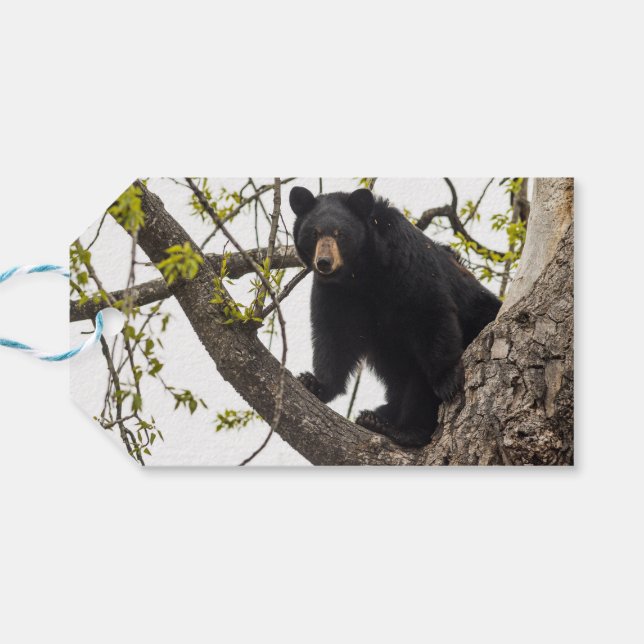 Climbing Black Bear Gift Tags (Back Horizontal)