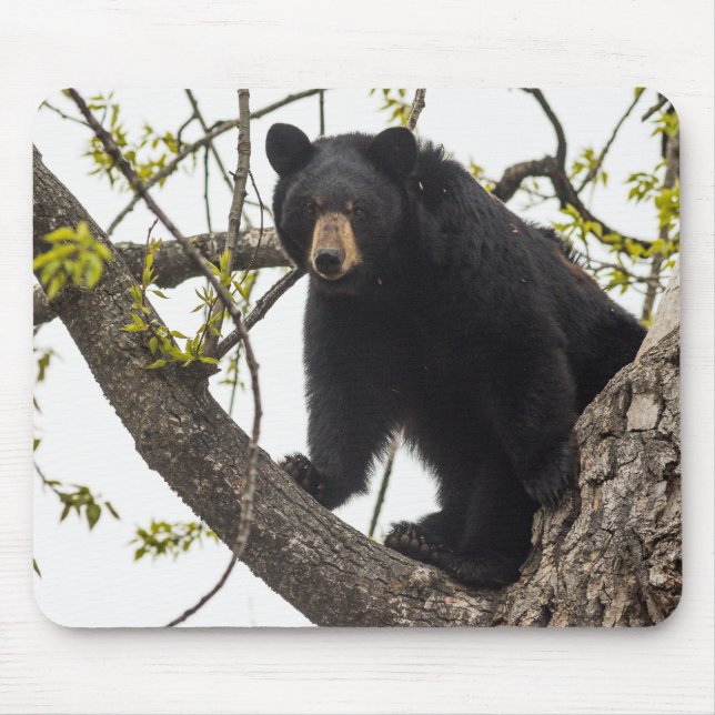 Climbing Black Bear Mouse Mat (Front)