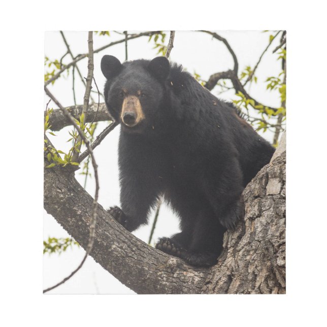Climbing Black Bear Notepad (Front)