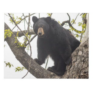 Climbing Black Bear Notepad