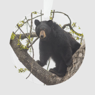 Climbing Black Bear Ornament