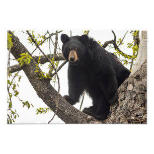 Climbing Black Bear Photo Print