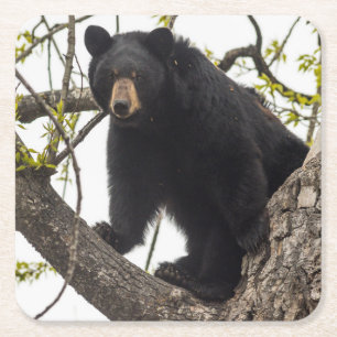 Climbing Black Bear Square Paper Coaster