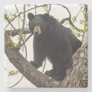 Climbing Black Bear Stone Coaster
