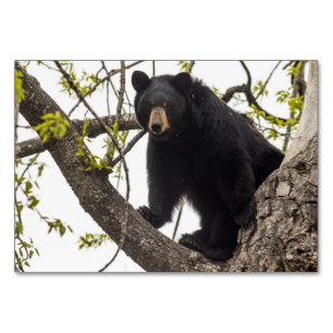 Climbing Black Bear Table Number
