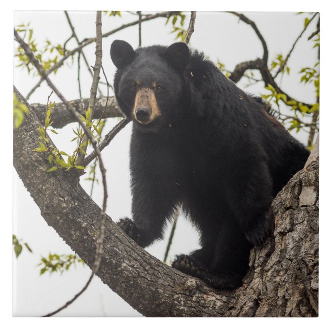 Climbing Black Bear Tile (Front)