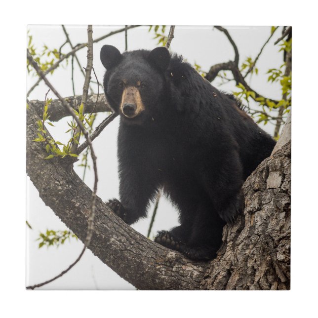 Climbing Black Bear Tile (Front)