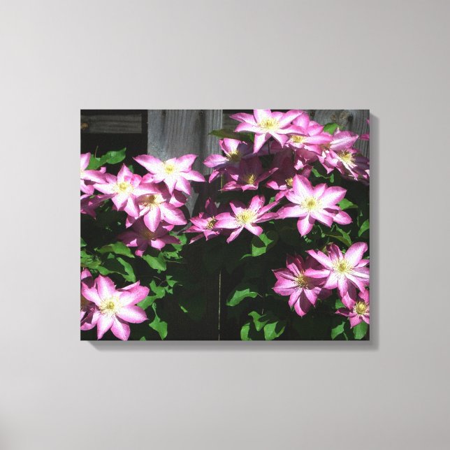 Climbing Clematis Purple Spring Flowers Canvas Print (Front)