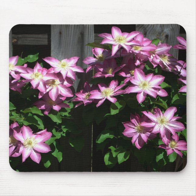 Climbing Clematis Purple Spring Flowers Mouse Mat (Front)