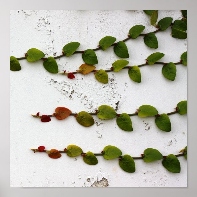 Climbing Fig  Poster (Front)