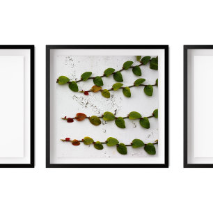 Climbing Fig Vine Ombre Photography  Poster
