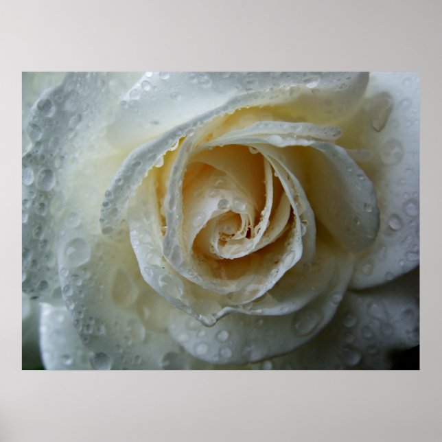 Climbing Iceberg Rosa Poster (Front)