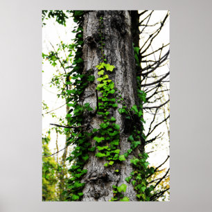 Climbing Ivy Poster
