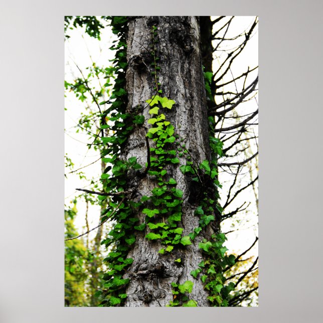 Climbing Ivy Poster (Front)
