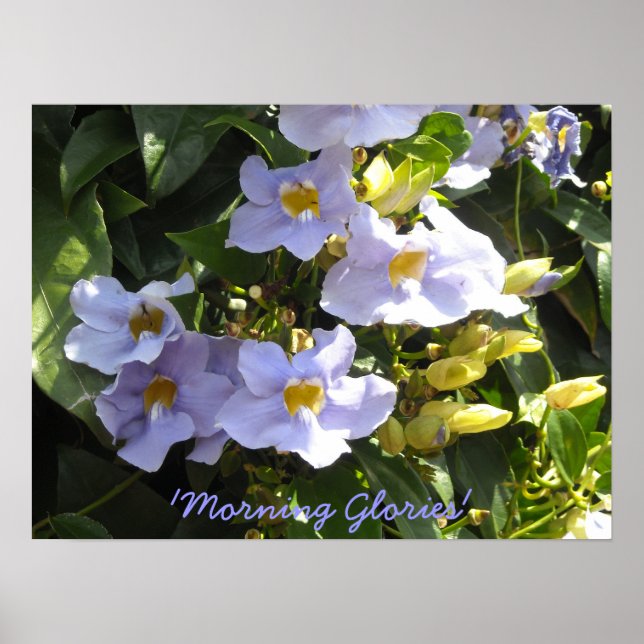 Climbing Morning Glories Poster (Front)