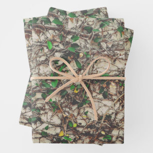 Climbing plant at outdoor wall wrapping paper sheet