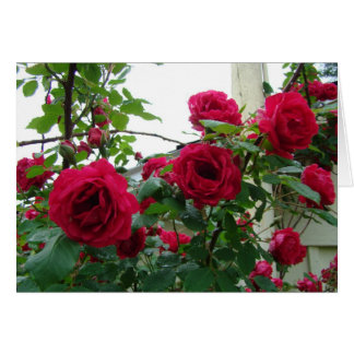 Climbing Red Roses