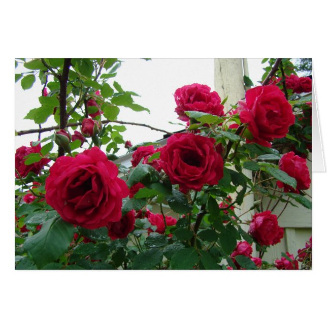 Climbing Red Roses (Front Horizontal)