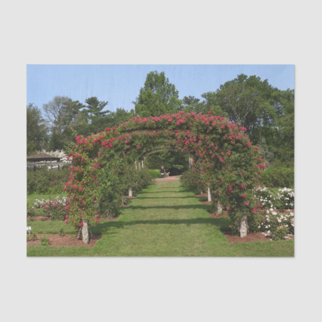 Climbing Rose Arch Elizabeth Park Garden Hartford  Tissue Paper (Front)