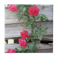 Climbing Rose Bush