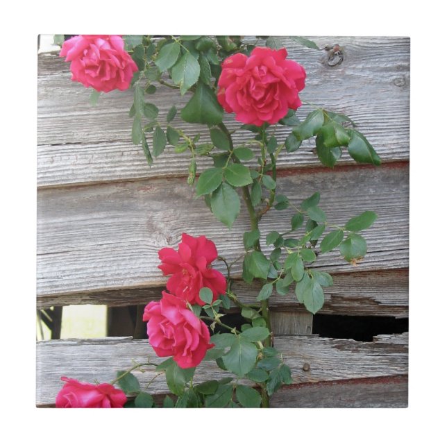 Climbing Rose Bush Tile (Front)