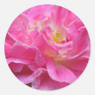 Climbing Rose Sticker