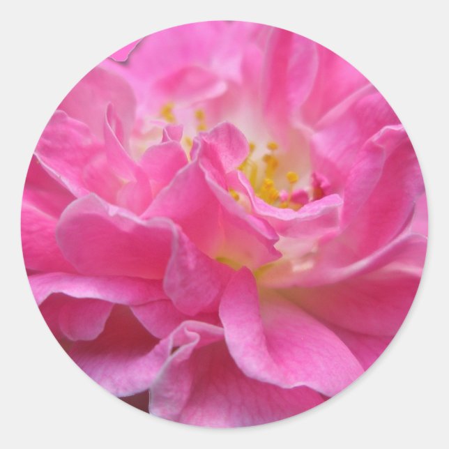 Climbing Rose Sticker (Front)