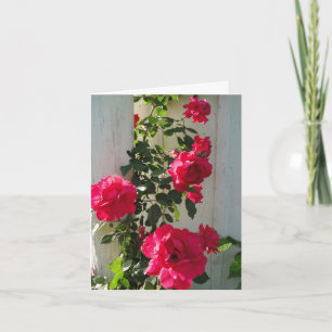 Climbing Roses Red, Sympathy Card