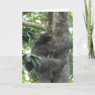 Climbing Sloth Greeting Card