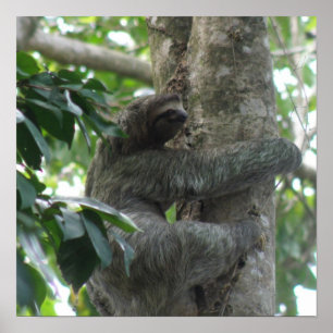 Climbing Sloth  Poster 