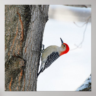 Climbing the Tree Poster/Print Poster
