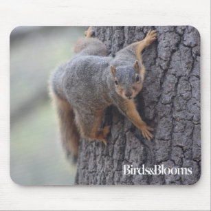 Clinging Squirrel Mouse Mat