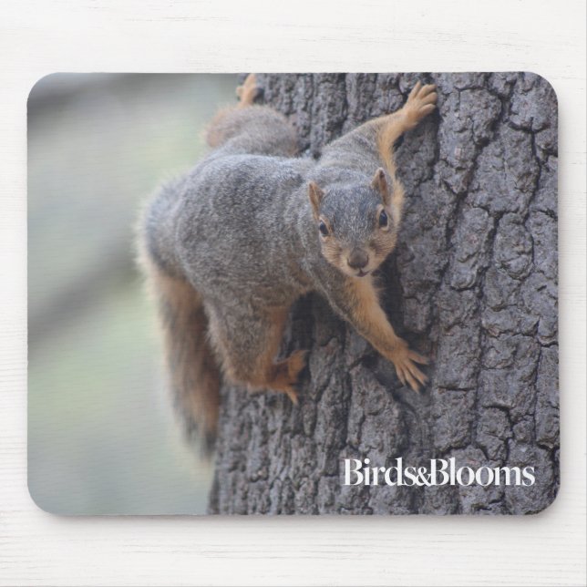 Clinging Squirrel Mouse Mat (Front)