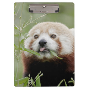 Clipboard  Photo red panda , animals.