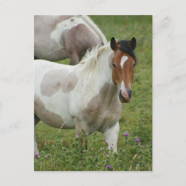Clipped Paint Horse Postcard (Front)