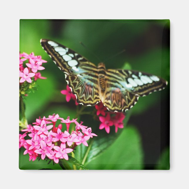 Clipper on Pentas 1 Magnet (Front)