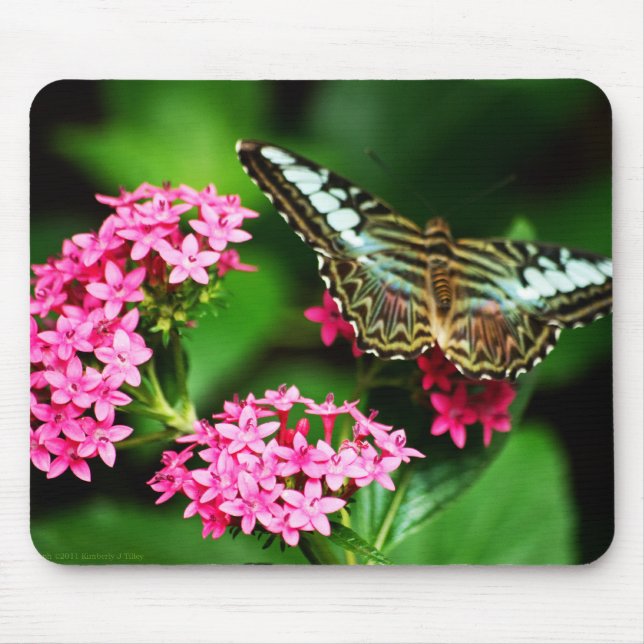 Clipper on Pentas 1 Mousepad (Front)