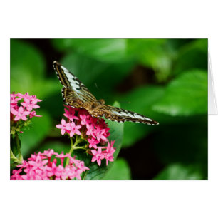Clipper on Pentas 2 Card
