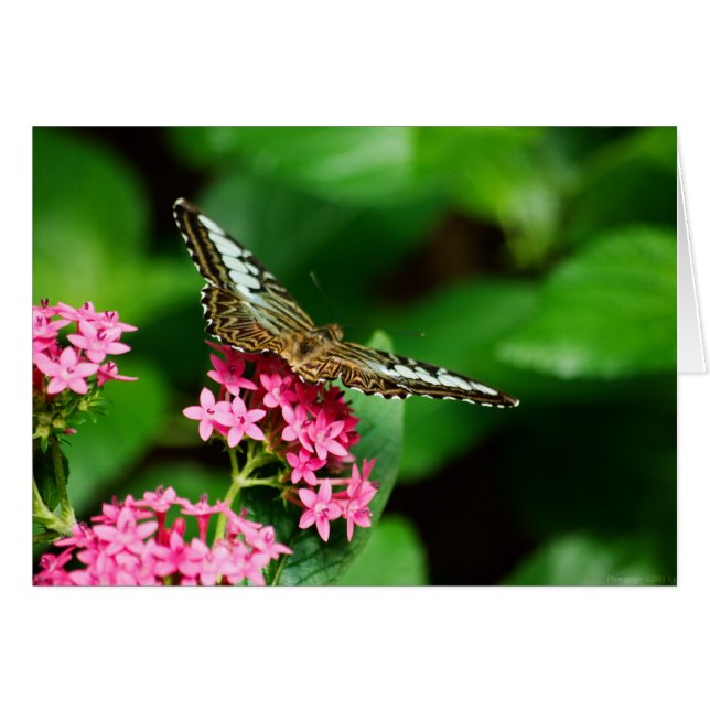 Clipper on Pentas 2 Card (Front Horizontal)