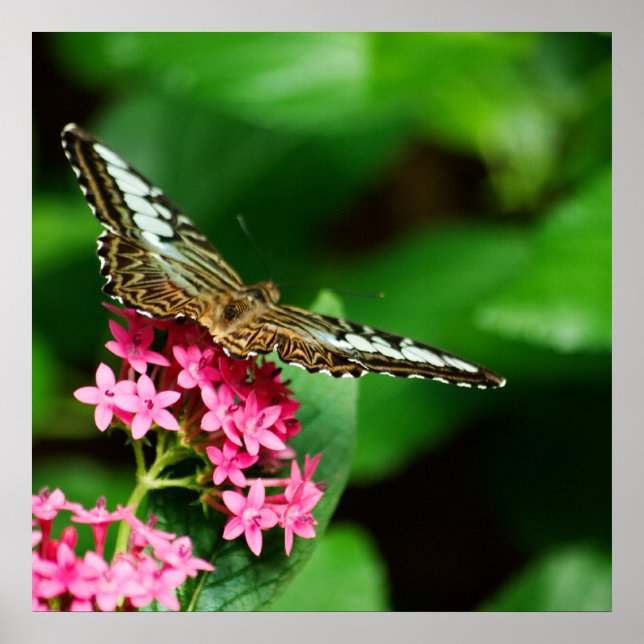 Clipper on Pentas 2 Print (Front)