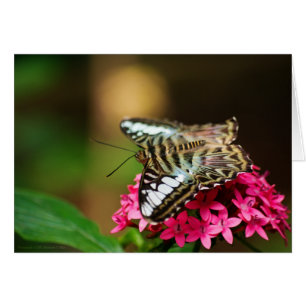 Clipper on Pentas 3 Card