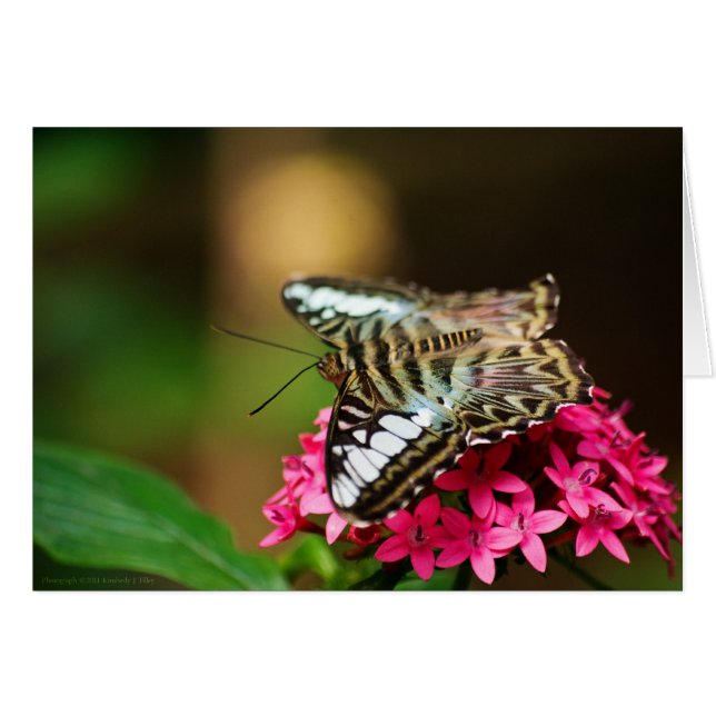 Clipper on Pentas 3 Card (Front Horizontal)