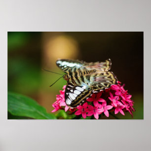 Clipper on Pentas 3 Print
