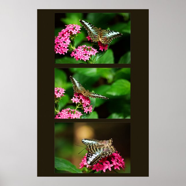 Clipper on Pentas (Portrait) Print (Front)