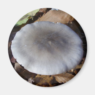 Clitocybe nebularis Mushroom Magnet