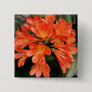 Clivia Miniata - The Orange Beautiful Flower 15 Cm Square Badge