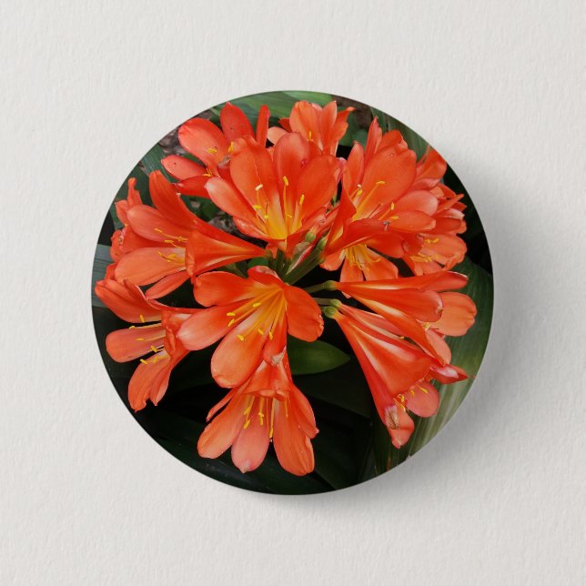Clivia Miniata - The Orange Beautiful Flower 6 Cm Round Badge (Front)