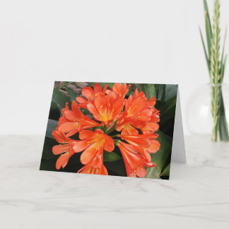 Clivia Miniata - The Orange Beautiful Flower Card