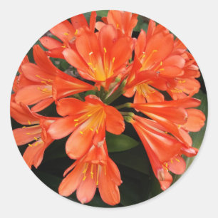 Clivia Miniata - The Orange Beautiful Flower Classic Round Sticker