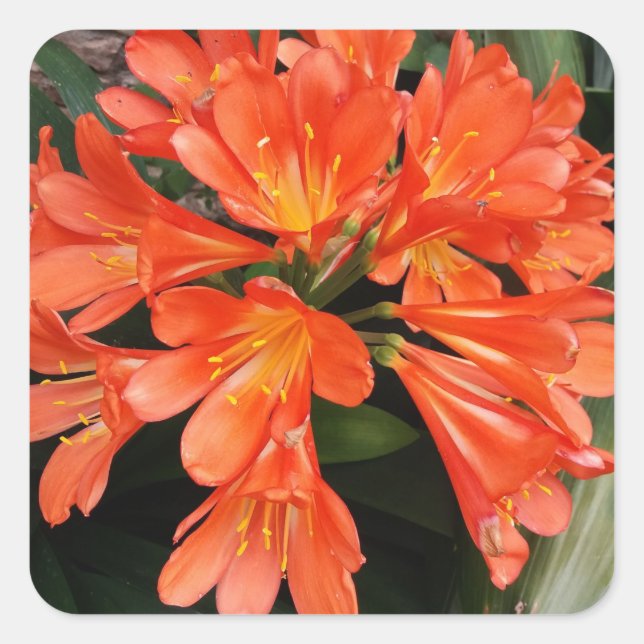Clivia Miniata - The Orange Beautiful Flower Square Sticker (Front)